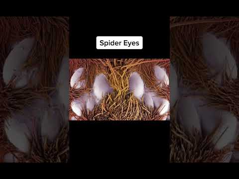 Things You Haven’t Seen Under A Microscope Creepy Edition 😱 #shorts