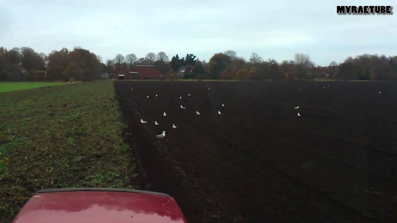 Crow With White Wings Meaning Crow With White Wings Meaning