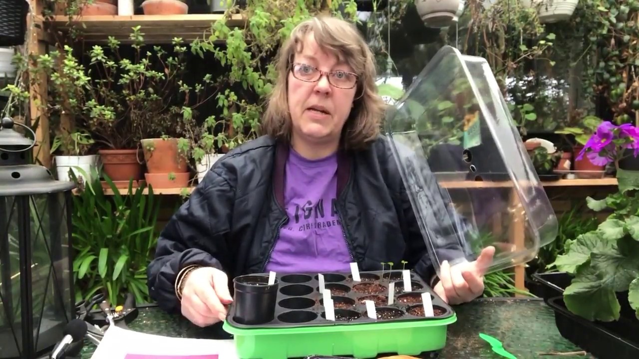 Stuekatost - Anisodontea - Kærlighedstræ. Som jeg sår dem.  mettemaud.dk