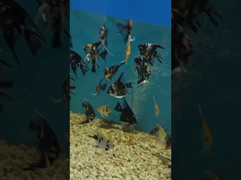 Рыбки плавают в ... аквариуме#nature #природныепейзажи #cover #birds