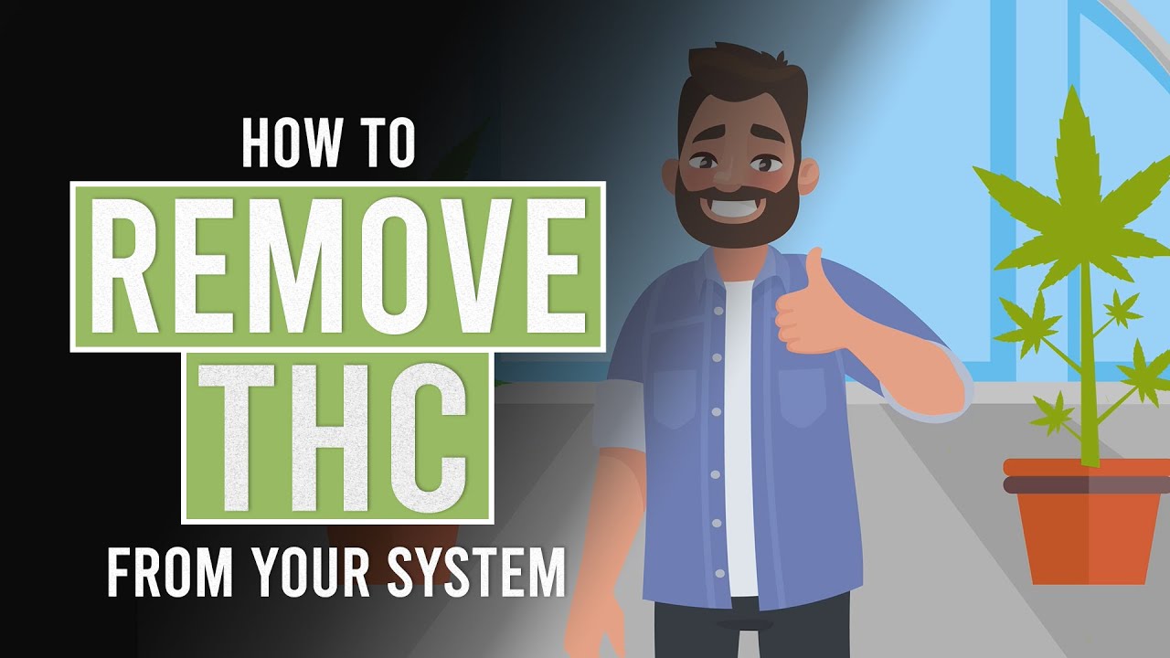 How To Remove Thc From Your System!