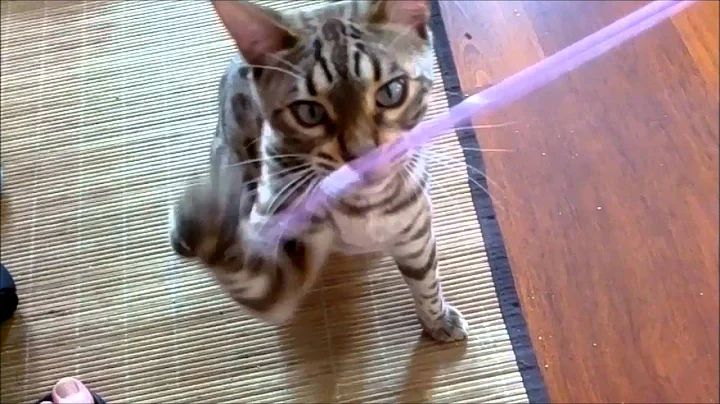 Video 618931: mink tabby spotted bengal, bengal kitten