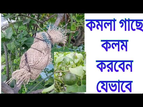 ভিডিও: কীভাবে কমলা ভাগ করবেন