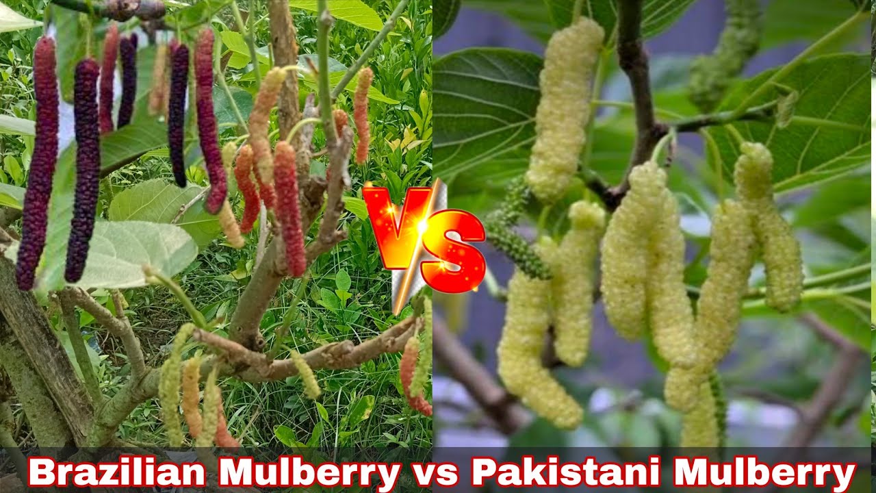 ব্রাজিলিয়ান লং মালবেরী vs পাকিস্তানি লং মালবেরী || Brazilian Long Mulberry vs Pakistani Mulberry