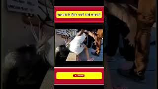 जनवर क ऐस करनम ज आपक हरन कर दग