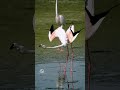 Wait for it  flamingo  dubailife birds wildlife dubai rasalkhor birdsphotography