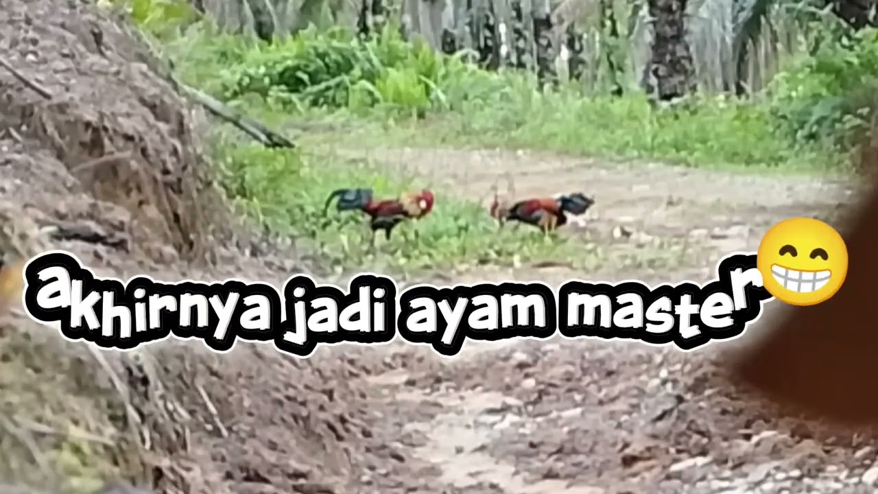 Ayam hutan ini bermain cukup tenang#ayamhutansumatera #ayam 
