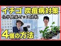 【農家】イチゴの苗作りの炭疽病と疫病対策を化学農薬を使わない農家はどうしたら良いのか？【抵抗性品種, 展着剤, 次亜塩素酸水】