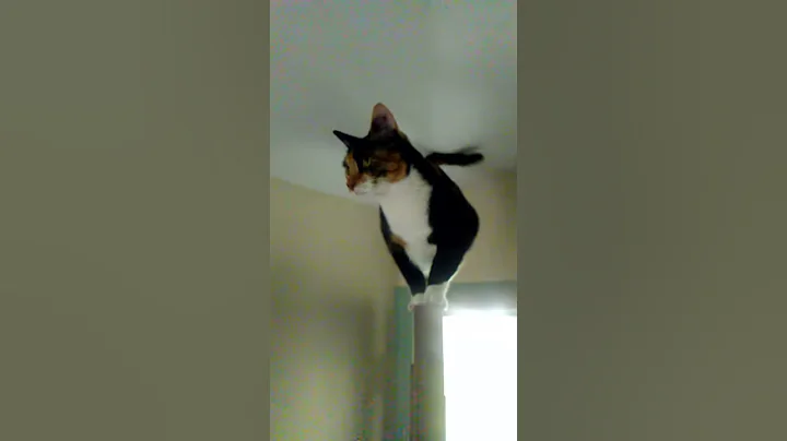 My cat loves hanging out on top of this door