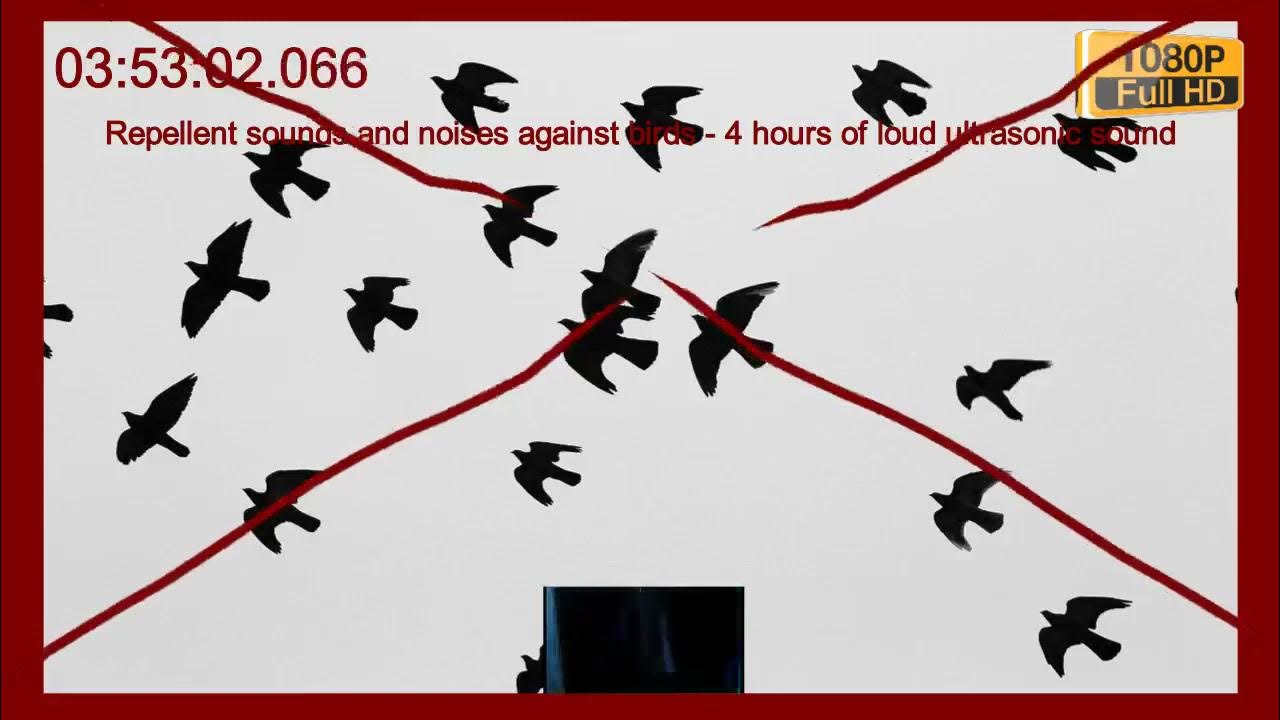 Repellent sounds and noises against birds 4 hours of loud ultrasonic