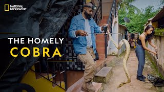 The Homely Cobra | Snake SOS: Goa's Wildest | National Geographic