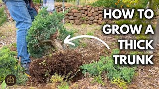 How to Grow a Thick Bonsai from a Seedling | Q&A by Bonsai Heirloom 4,992 views 1 month ago 12 minutes, 7 seconds