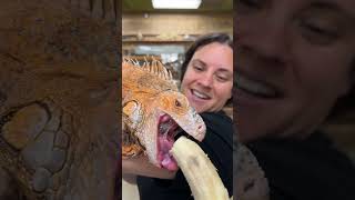 Feeding My Huge Iguana 