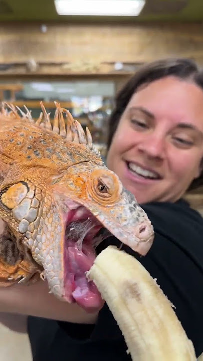 Feeding my huge iguana 🦎