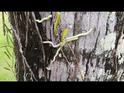 °Орхидея на пальме°?Orchid growing on a tree.