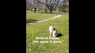 Roxie is happy the snow is gone
