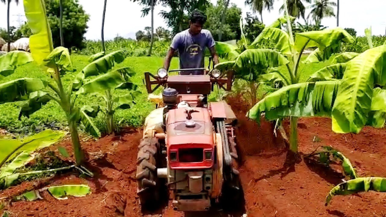 Power tiller machine provides soil for small banana trees..