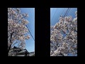 KUREINO - 春に feat.15mus