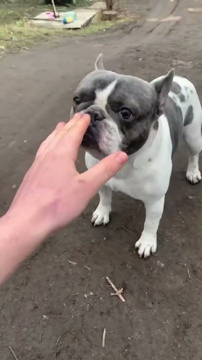 Сабака 🐶 - YouTube