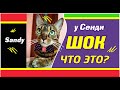 #кошки #кот #смешныекоты  Что это c Сенди #1