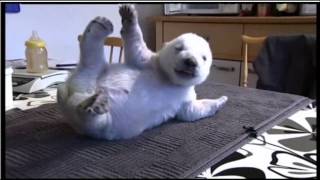 Siku, the adorable Danish polar bear @ ttwick