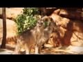 WILD LIFE Sydney Zoo - Kangaroo Walk-About Enclosure