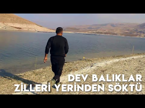 Video: Oka'da Ne Tür Balıklar Bulunur?