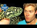 Snake Hit By Car in Late Night Emergency 🐍 | Bondi Vet Clips | Bondi Vet