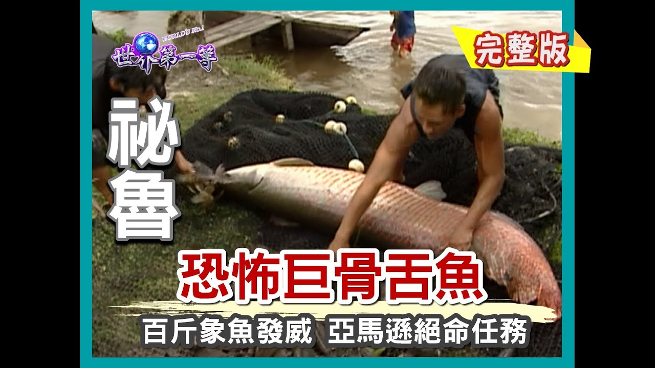 【祕魯】百斤象魚王發威 亞馬遜絕命任務（象魚鱗片菜刀／伊基多魚市場／巨鼠水豚／象魚大餐）｜《世界第一等》314集小馬完整版