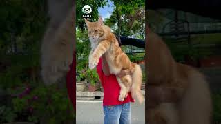 Amazing Wild Animal Transformation