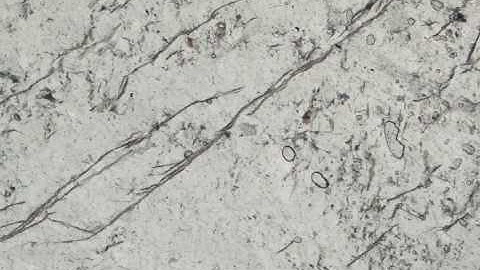 Augite, Plane Polars