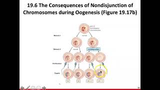 19.6a Changes in Chromosome Number