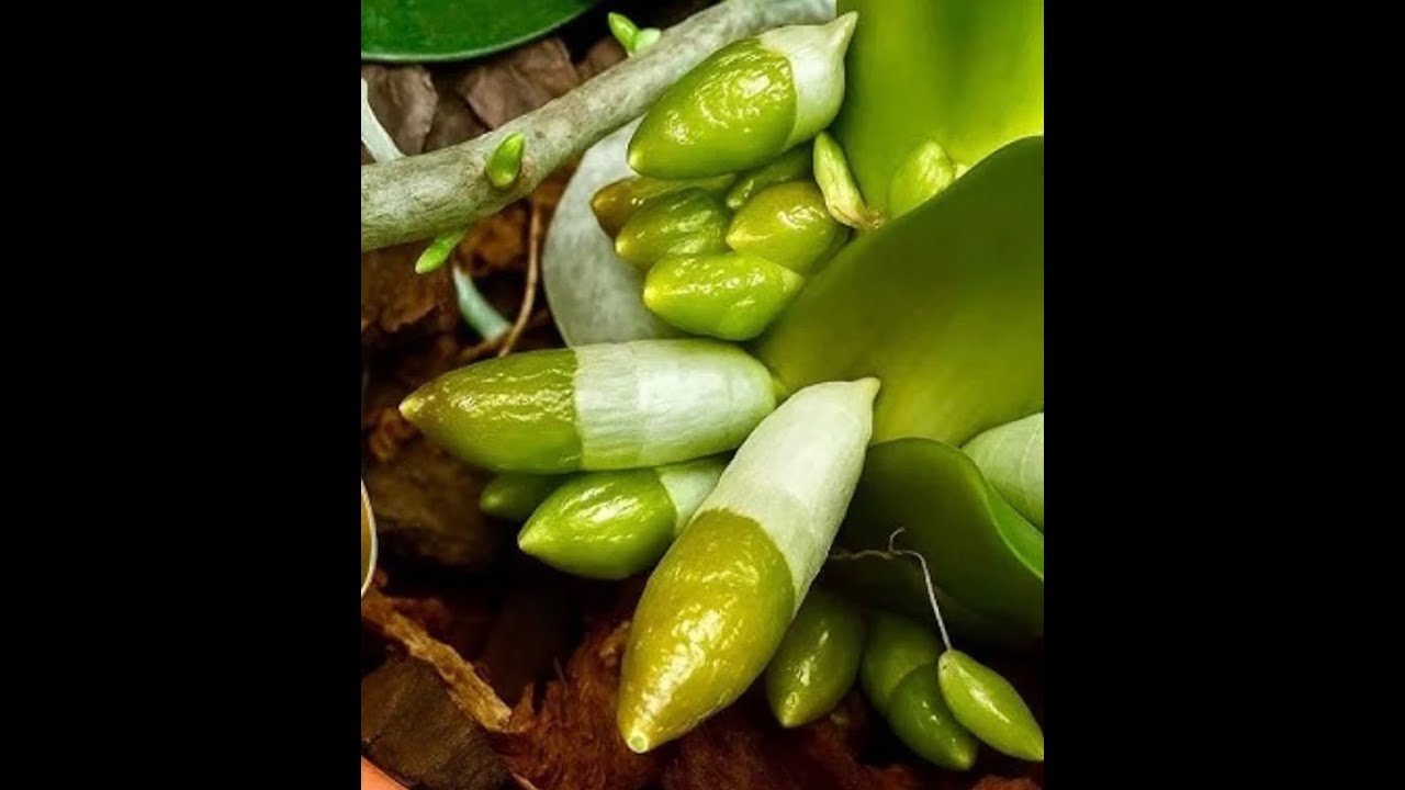 Как наращивать корни у орхидеи в домашних условиях?