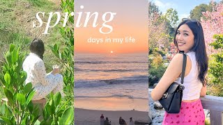 Spring Days In My Life 🌸☕️🌅 | Cherry Blossoms, Morning Routine, Beach Sunsets & More!
