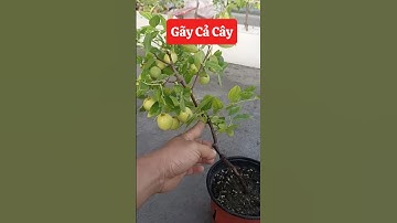 Táo tàu sai quả muốn gãy cả cây luôn rồi các bác ơi 😆☎️092.391.6866 #nhavuonngoclam #taotau ￼