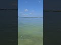 #beachlife #dolphin #dunedin #dunedincauseway