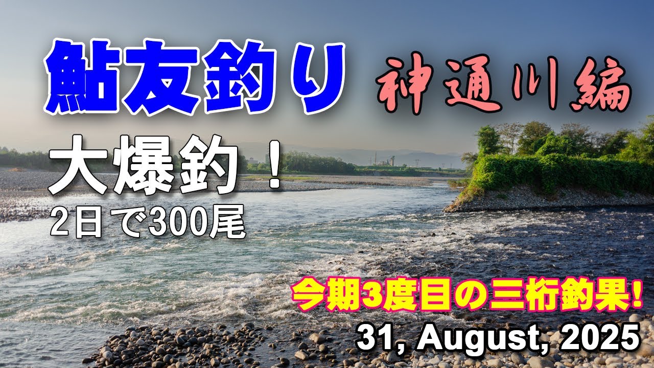 鮎友釣り　神通川編  31, August, 2025  [大爆釣! 2日で300尾 -- 1日目]