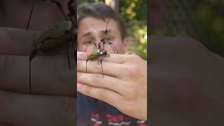 BIG CREEPY SPIDER