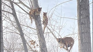 Trio of mountain lion cubs euthanized by Fish & Game after being found in backyard