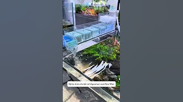 Bộ lọc tràn trên cho bể cá dễ lắp đặt và sử dụng | Aquarium overflow filter #aquatic #shorts