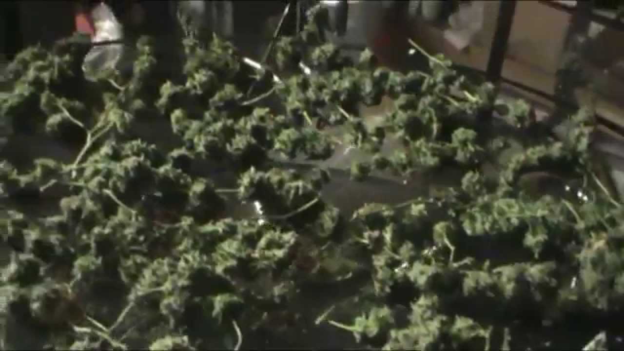 5x5 harvest youtube