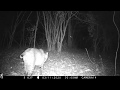 Backyard Trail Camera, Path Cam 1, 6 months. South Louisiana.