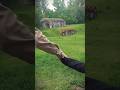 Бегаем по Пятому форту Брестской крепости как телепузики 🌿