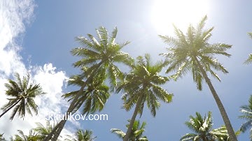 The bottom view on palm trees against the background of blue solar the sky with moving white clouds