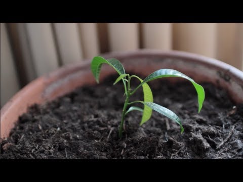 Video: Elaeagnus-groeitoestande: hoe om te sorg vir 'n Oleaster 'Limelight'-heining
