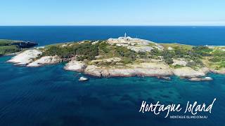 Visit Montague Island NSW  Montague Island Tours