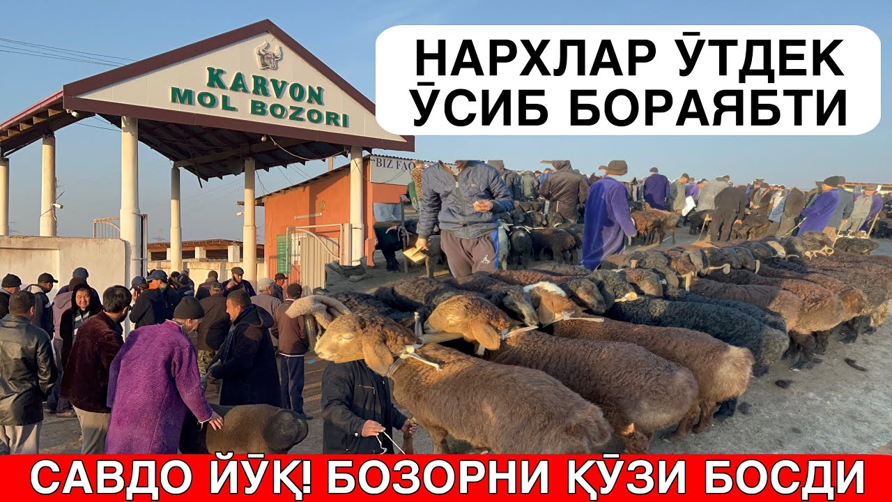 ҚАШҚАДАРЁ ҚӮЙЛАРИ. ҚӮЙ, ҚӮЧҚОР ВА СУТ ҚӮЗИ НАРХЛАРИ. ҚАРШИ КАРВОН МОЛ БОЗОРИ. 9-МАРТ 2026-ЙИЛ