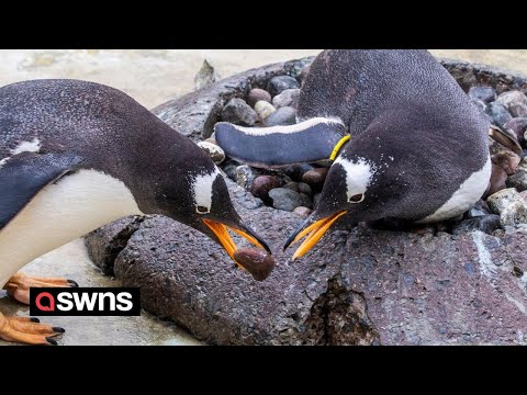 Penguins given painted pebbles - to celebrate the start of breeding season | SWNS
