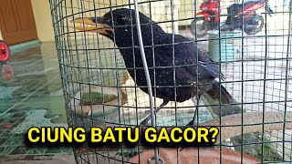 suara burung ciung batu sangat meresahkan