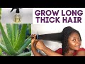 Homemade ALOE VERA Leave in Conditioner For Massive Hair Growth